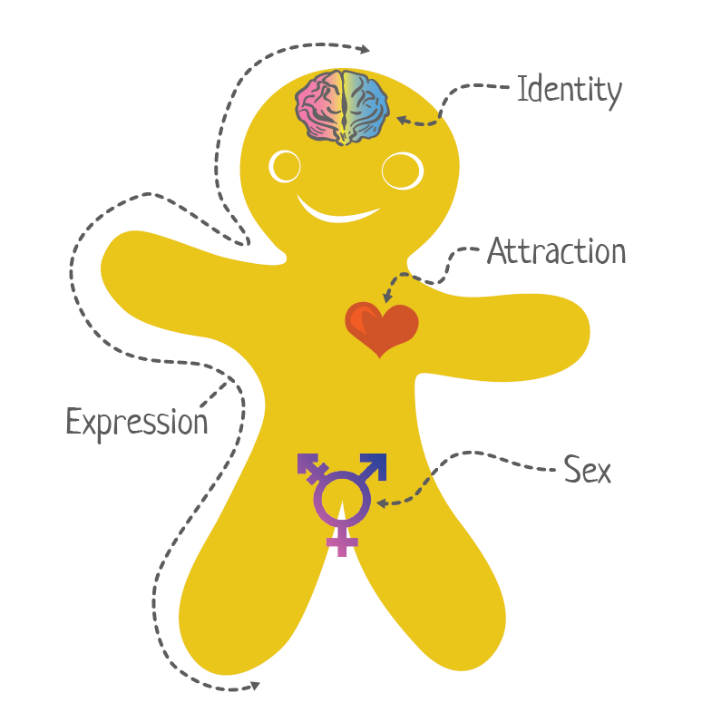 The Gender bread Person